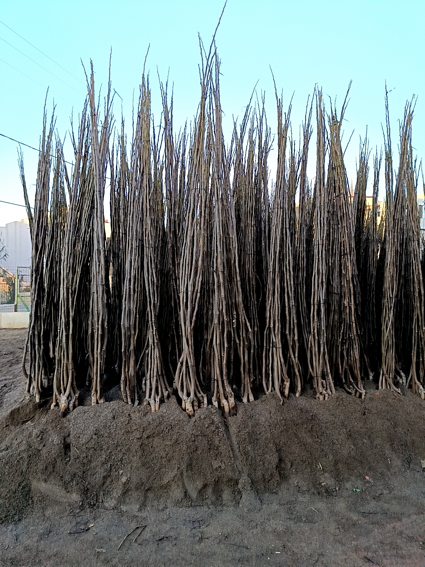 FERNETTE CEVİZ FİDANI